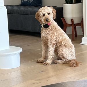 Meet your Posher, Ben